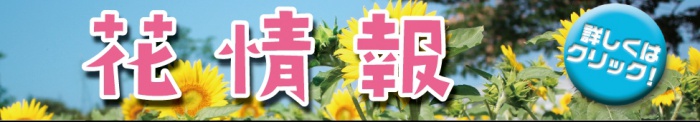 花情報