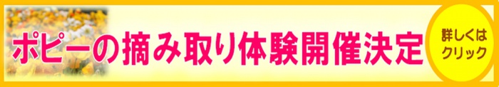 ポピー摘み取り体験