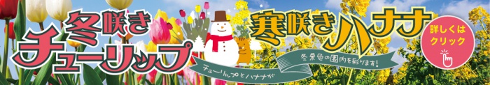 冬咲きチューリップと寒咲きハナナ
