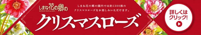 しまね花の郷のクリスマスローズ
