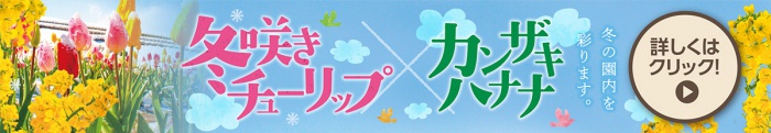 冬咲きチューリップとカンザキハナナ