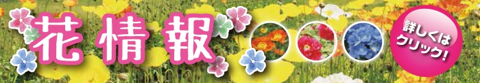 春のお花情報