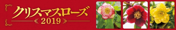 しまね花の郷 クリスマスローズ2019