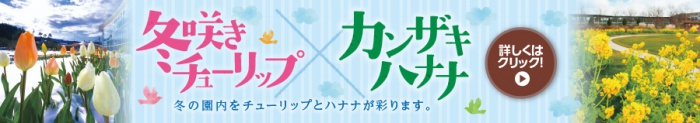 冬咲きチューリップ と カンザキハナナ