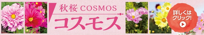 コスモス情報