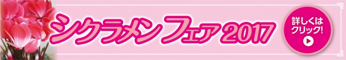 シクラメンフェア2017
