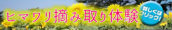 ヒマワリ摘み取り体験