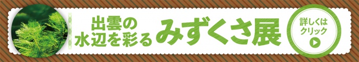 出雲の水辺を彩る みずくさ展